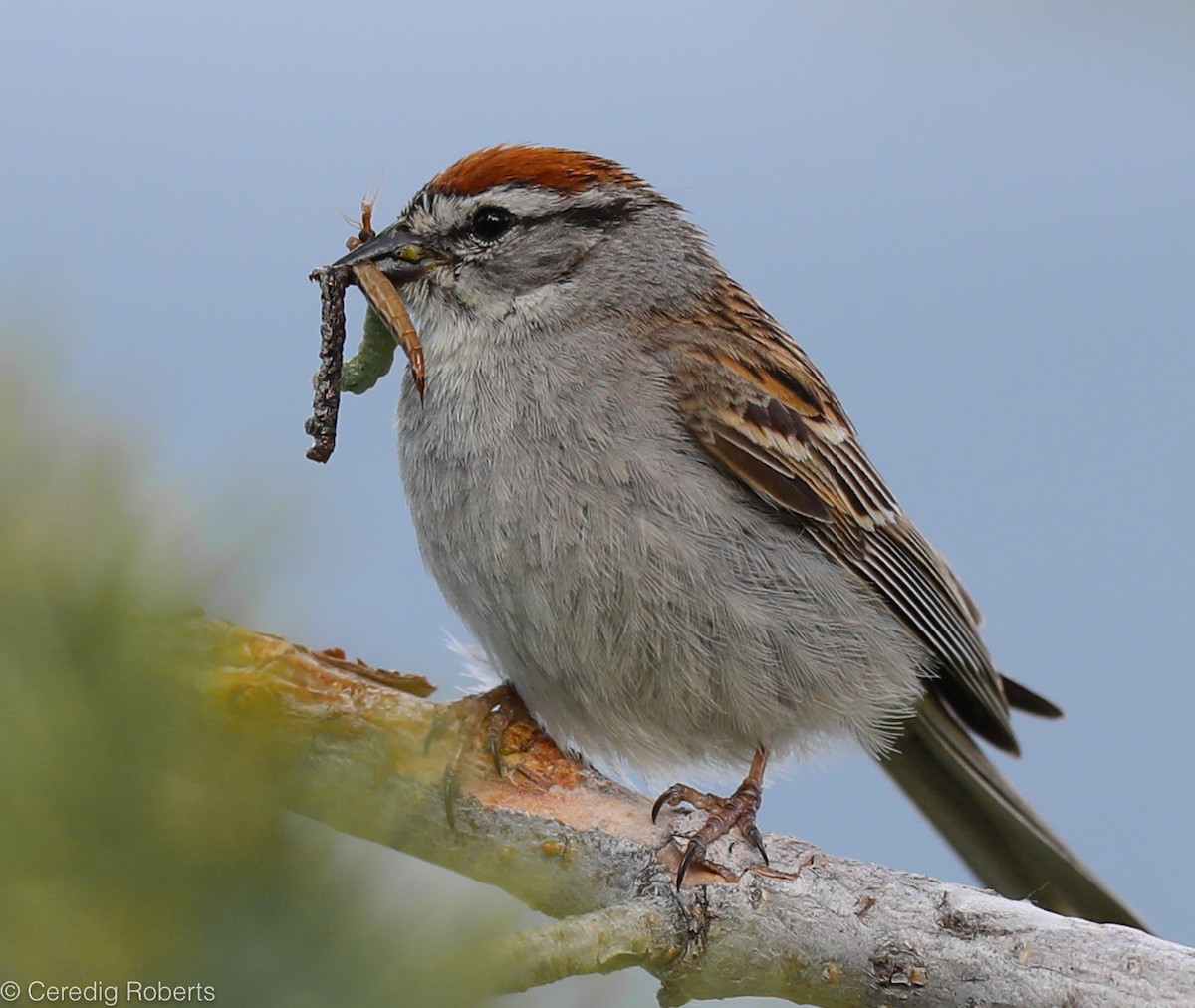 Chipping Sparrow - Ceredig  Roberts
