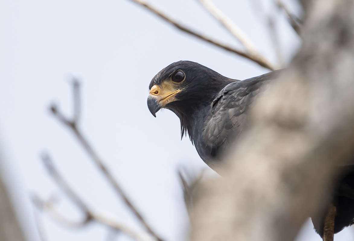 Great Black Hawk - ML168609261