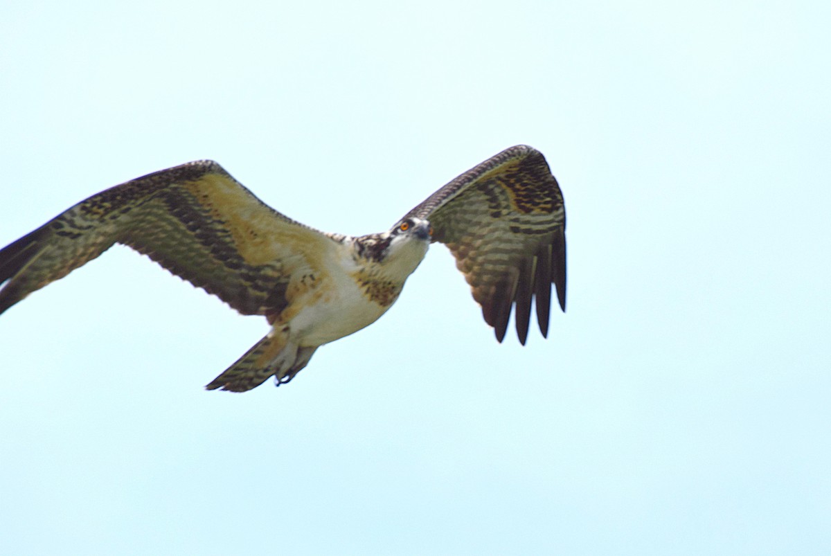 Osprey - Hugh Barger