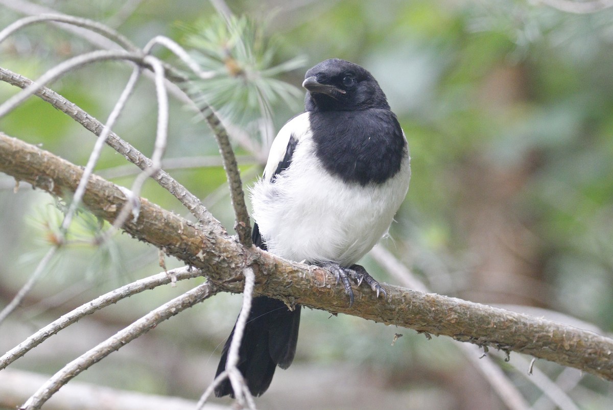 Eurasian Magpie - ML168612831