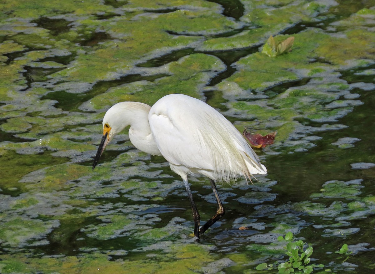 Snowy Egret - Tom Edell