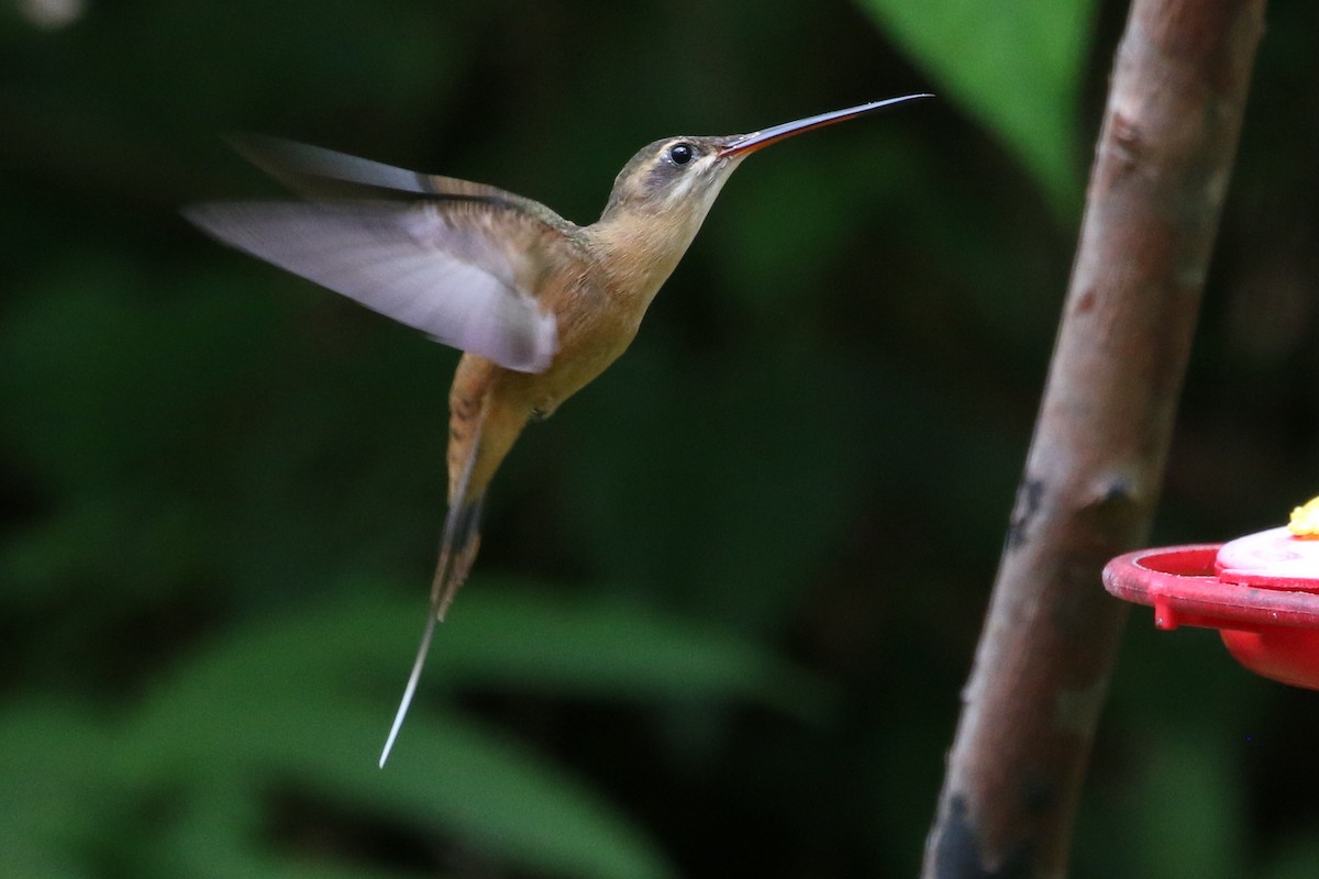 Koepckeschattenkolibri - ML168614511