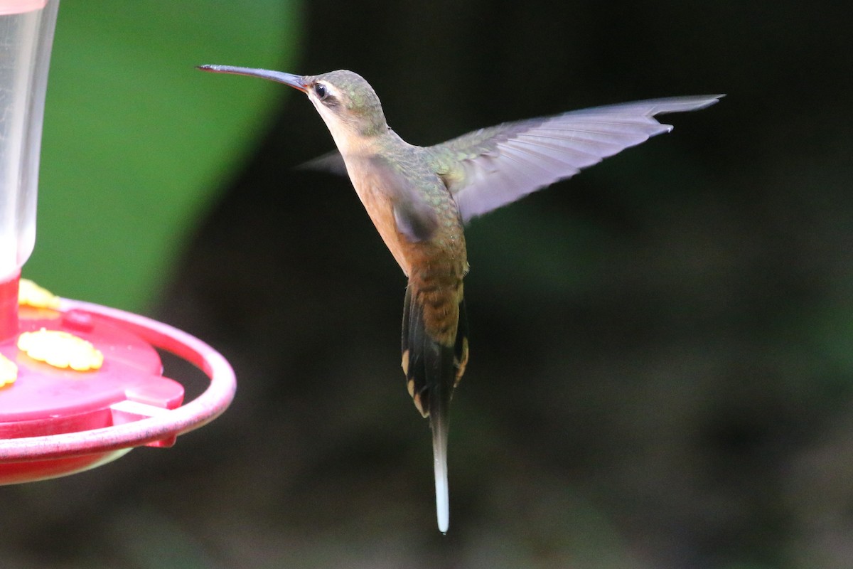 Koepckeschattenkolibri - ML168614541