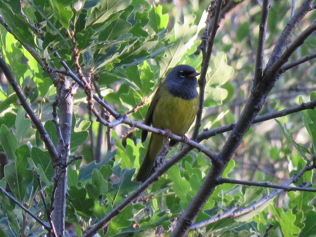 MacGillivray's Warbler - ML168617511