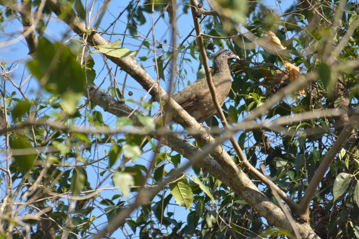 Plain Chachalaca - ML168618131