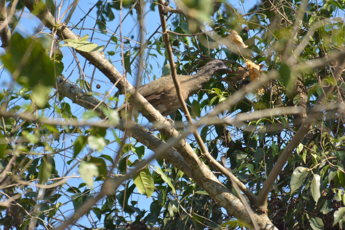 Plain Chachalaca - ML168618181