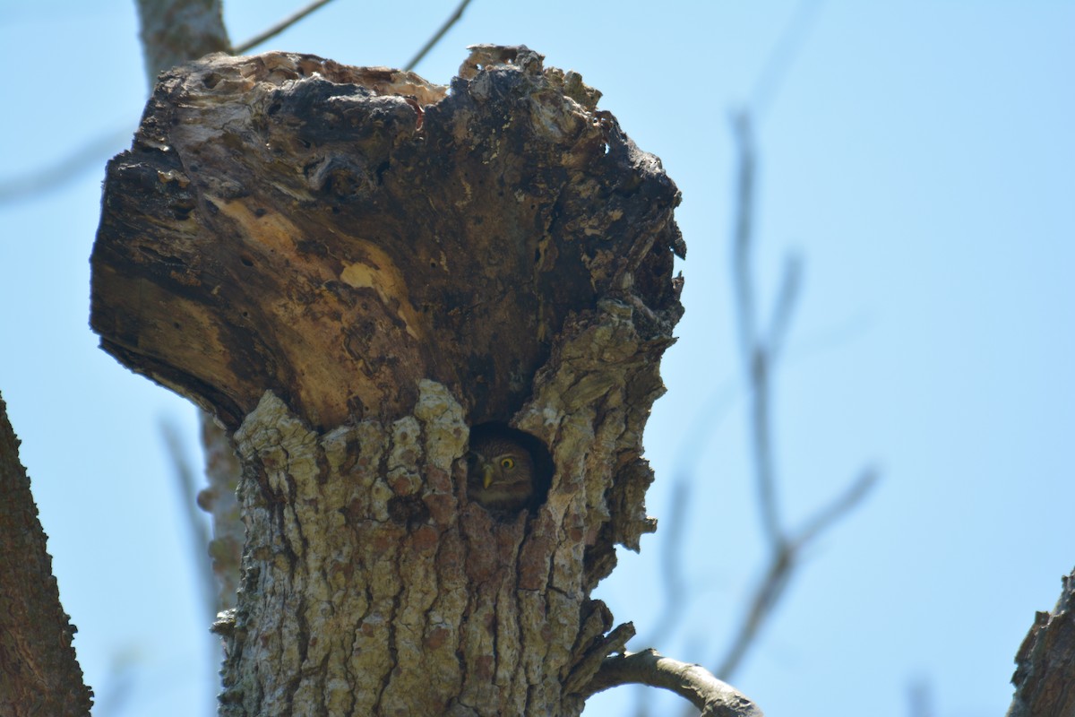 Ferruginous Pygmy-Owl - ML168618301