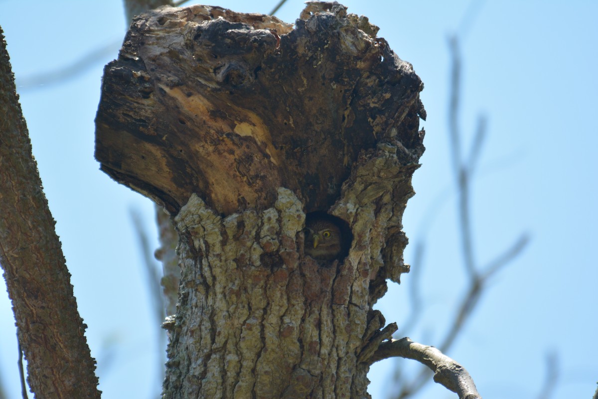 Ferruginous Pygmy-Owl - ML168618311