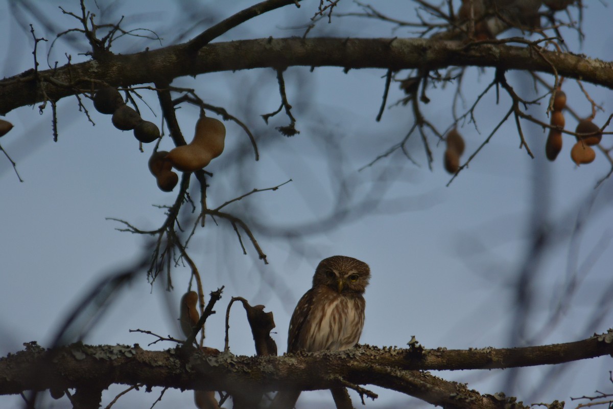 Ferruginous Pygmy-Owl - ML168618321