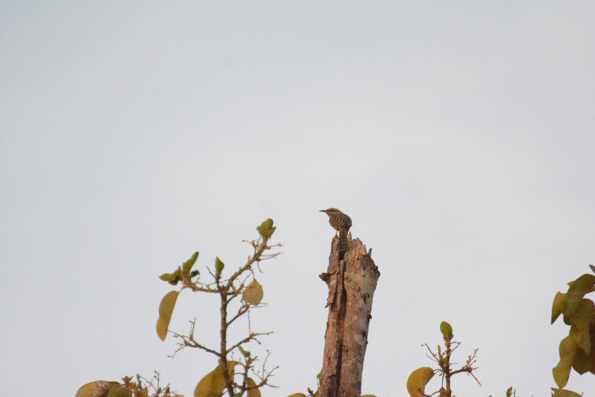 Band-backed Wren - ML168618351