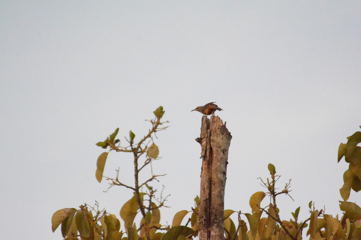 Band-backed Wren - ML168618361