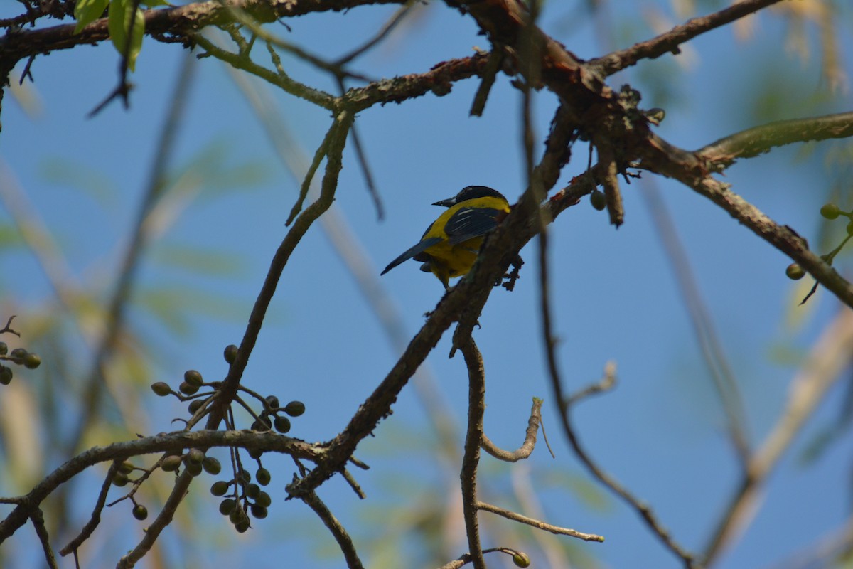 Audubon's Oriole - ML168618421