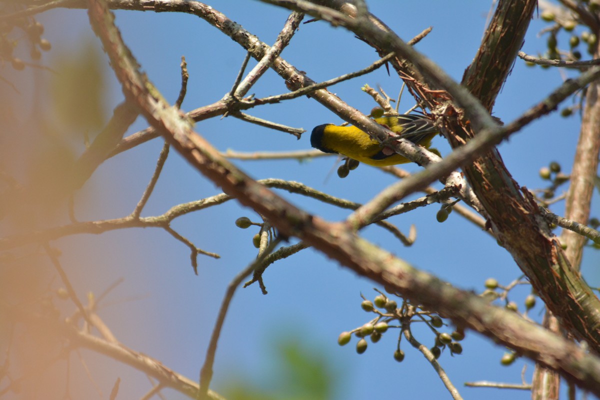 Audubon's Oriole - ML168618441