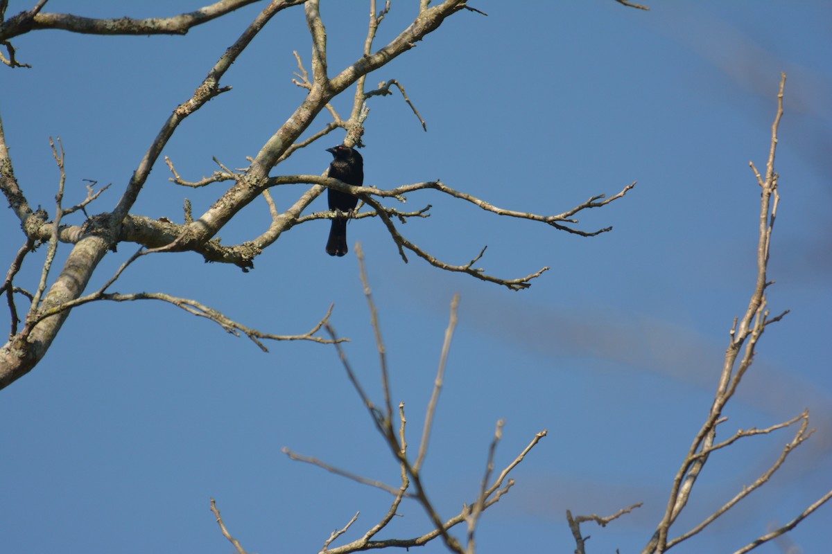 Bronzed Cowbird - ML168618571