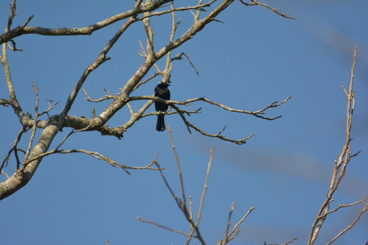 Bronzed Cowbird - ML168618581