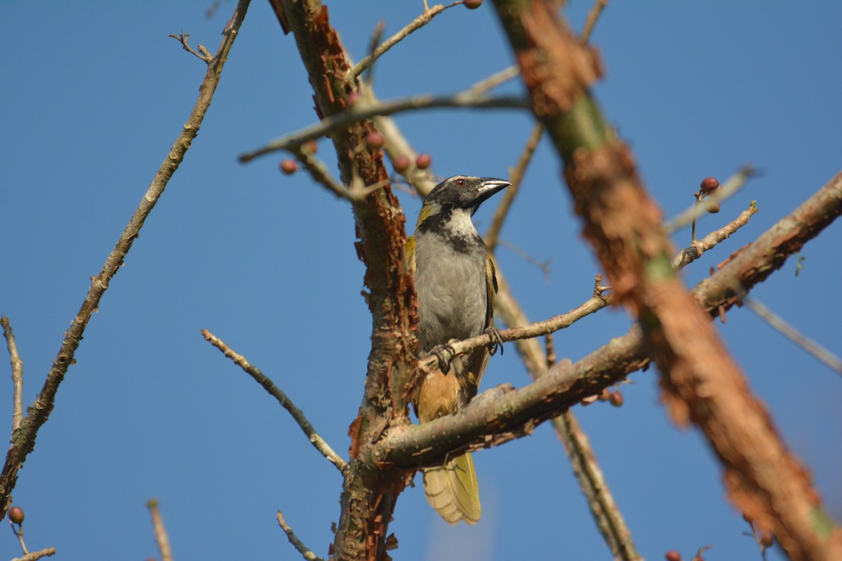 Black-headed Saltator - ML168618721