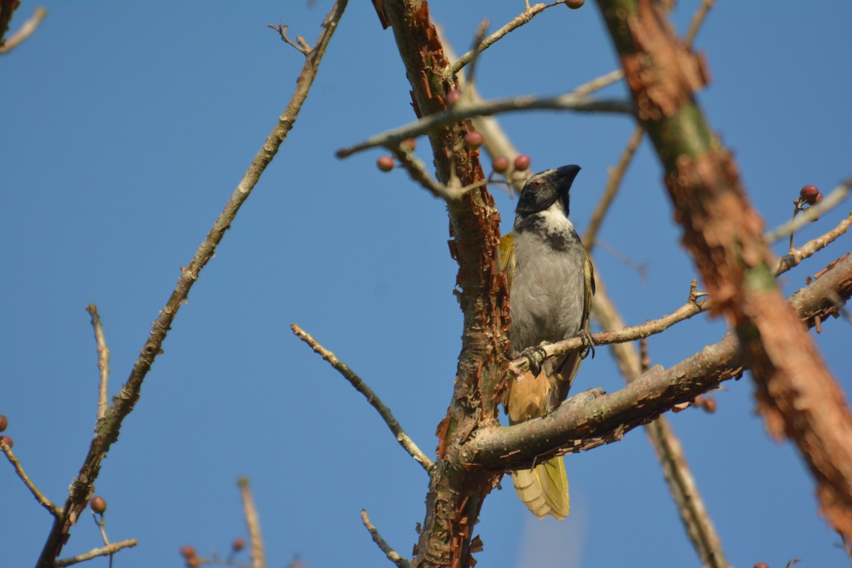 Black-headed Saltator - ML168618731