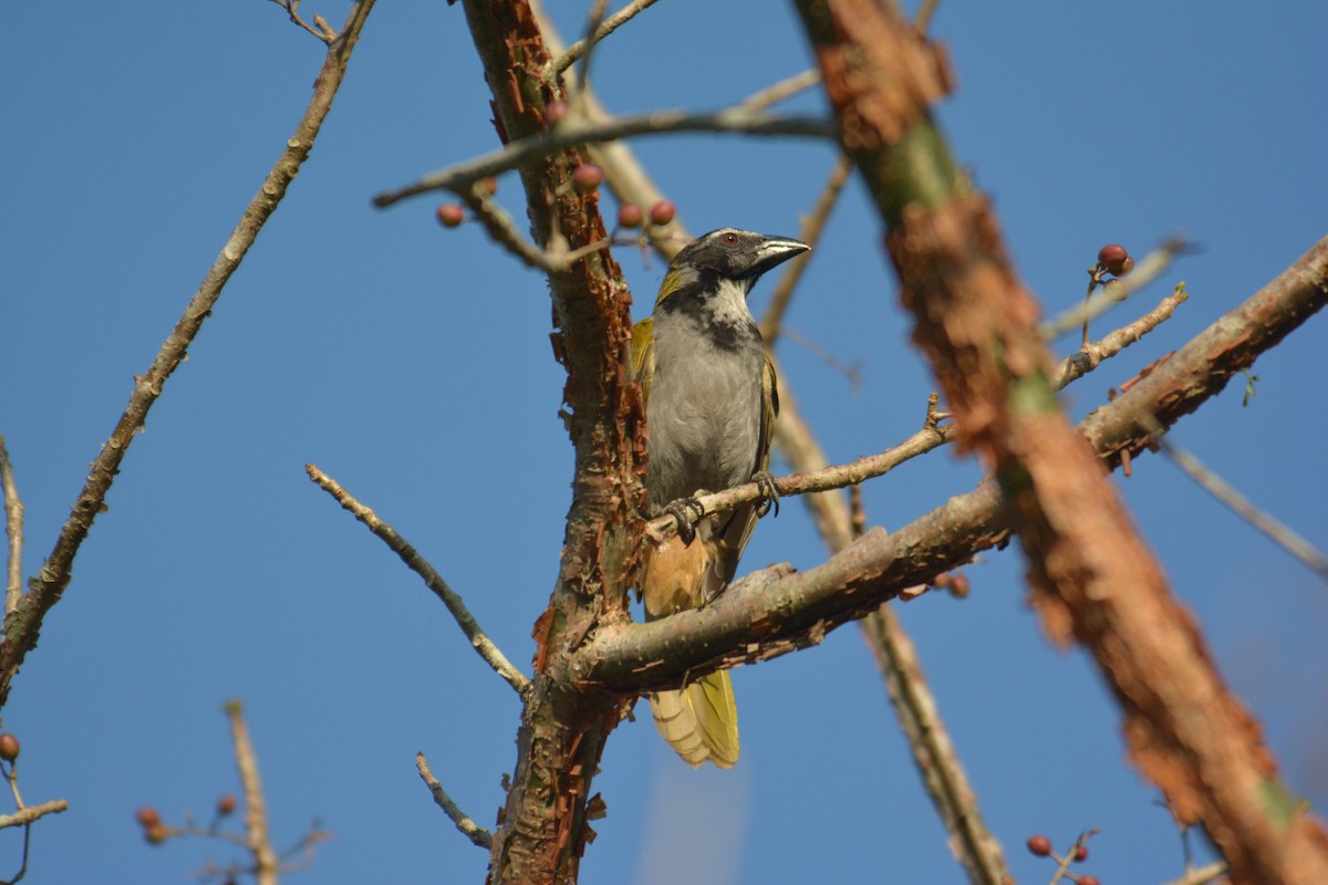 Black-headed Saltator - ML168618741