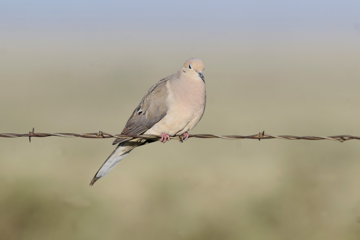 Mourning Dove - Bill Maynard