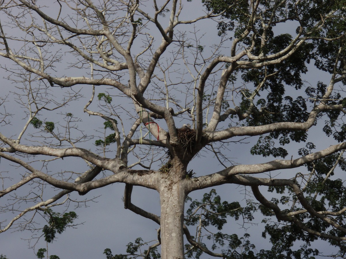 Harpy Eagle - ML168623381