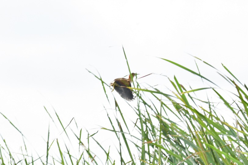 Least Bittern - ML168623521