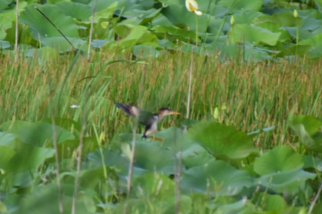 Least Bittern - ML168623541