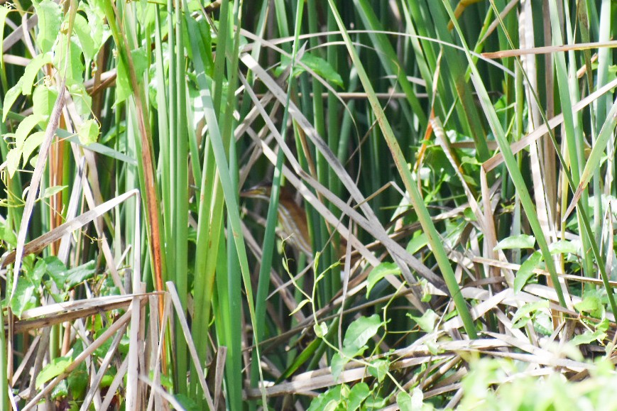 Least Bittern - Gabe Hargrove