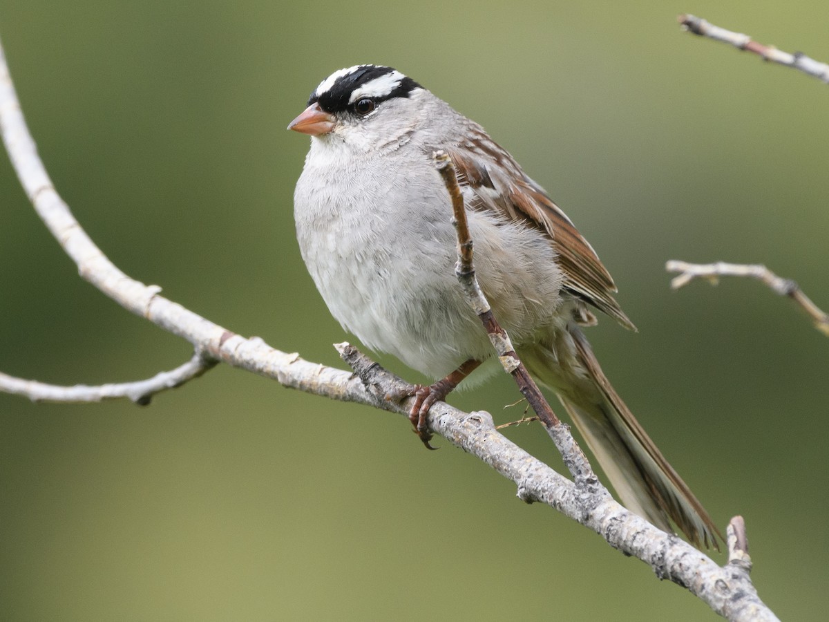 White-crowned Sparrow - ML168624571