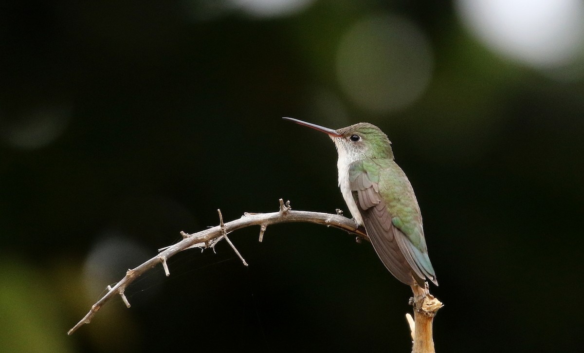 White-bellied Hummingbird - Jay McGowan