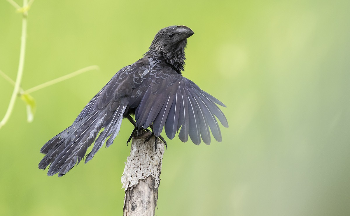 Groove-billed Ani - ML168625471