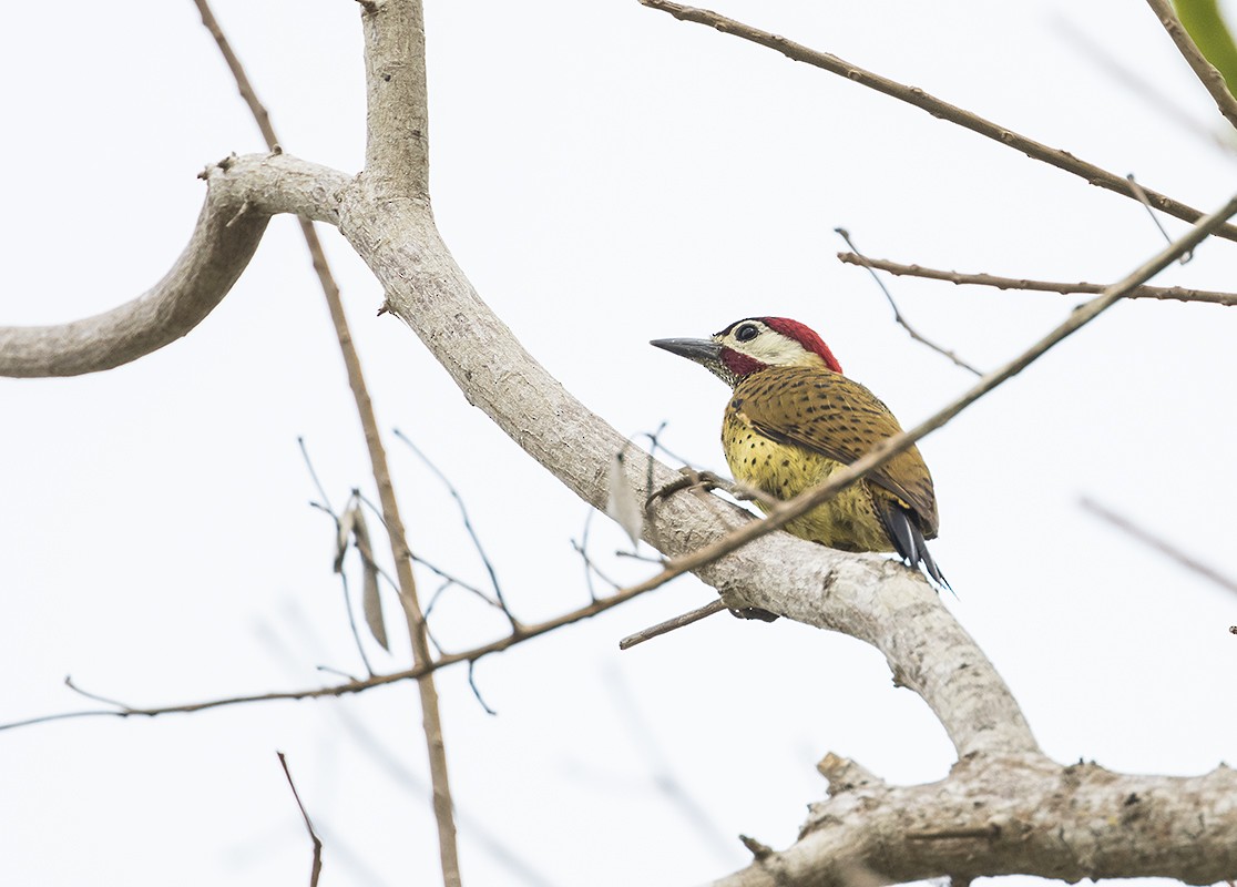 Spot-breasted Woodpecker - ML168625941