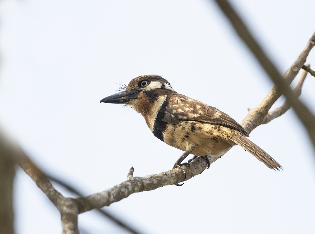 Russet-throated Puffbird - ML168626511