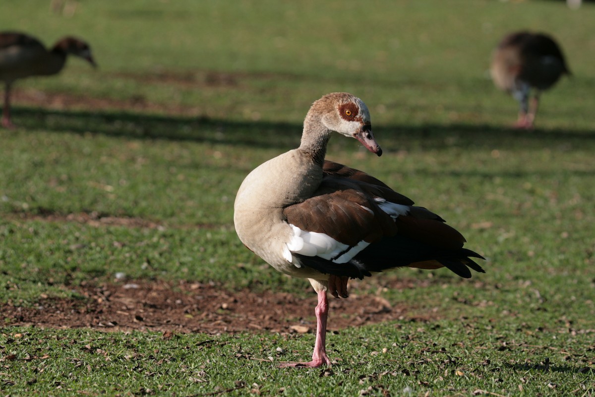 Egyptian Goose - ML168627091