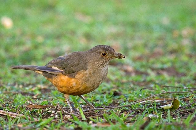 Rufous-bellied Thrush - ML168627391