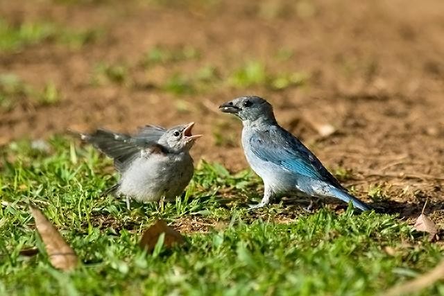 Sayaca Tanager - ML168627511