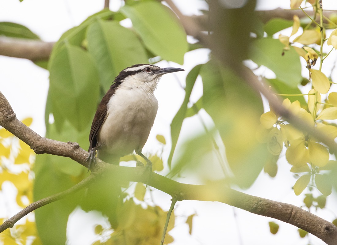 Bicolored Wren - Andrés Posada