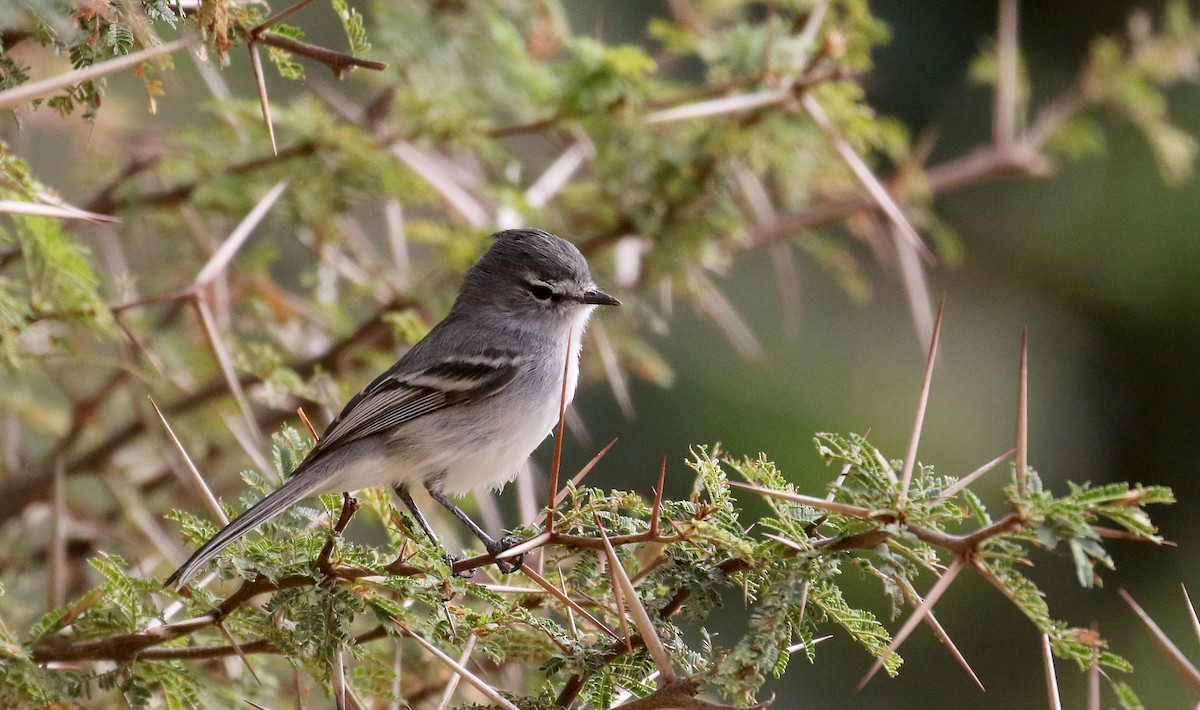 White-crested Tyrannulet (White-bellied) - ML168629011