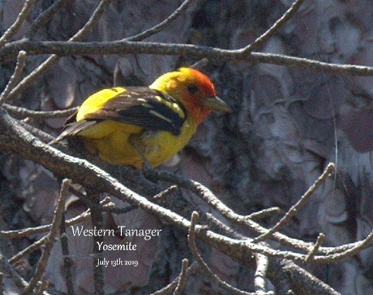 Western Tanager - ML168629561
