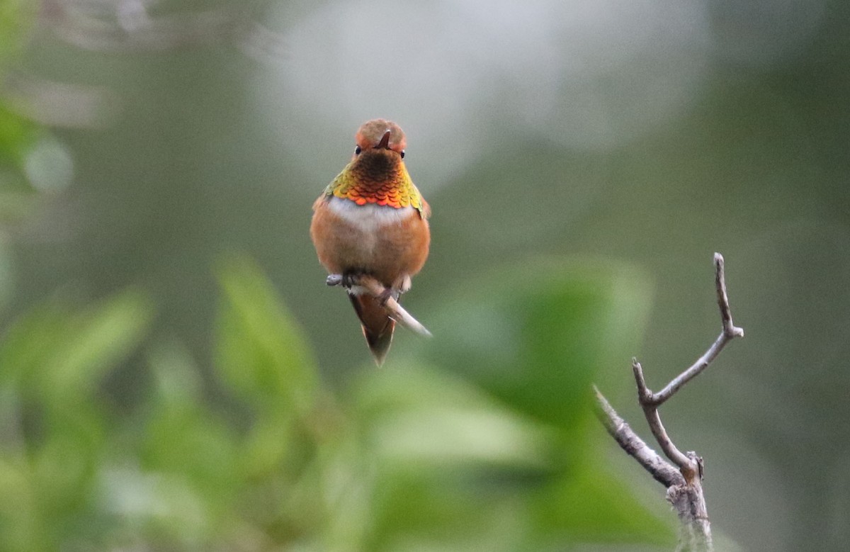Rufous Hummingbird - ML168629641