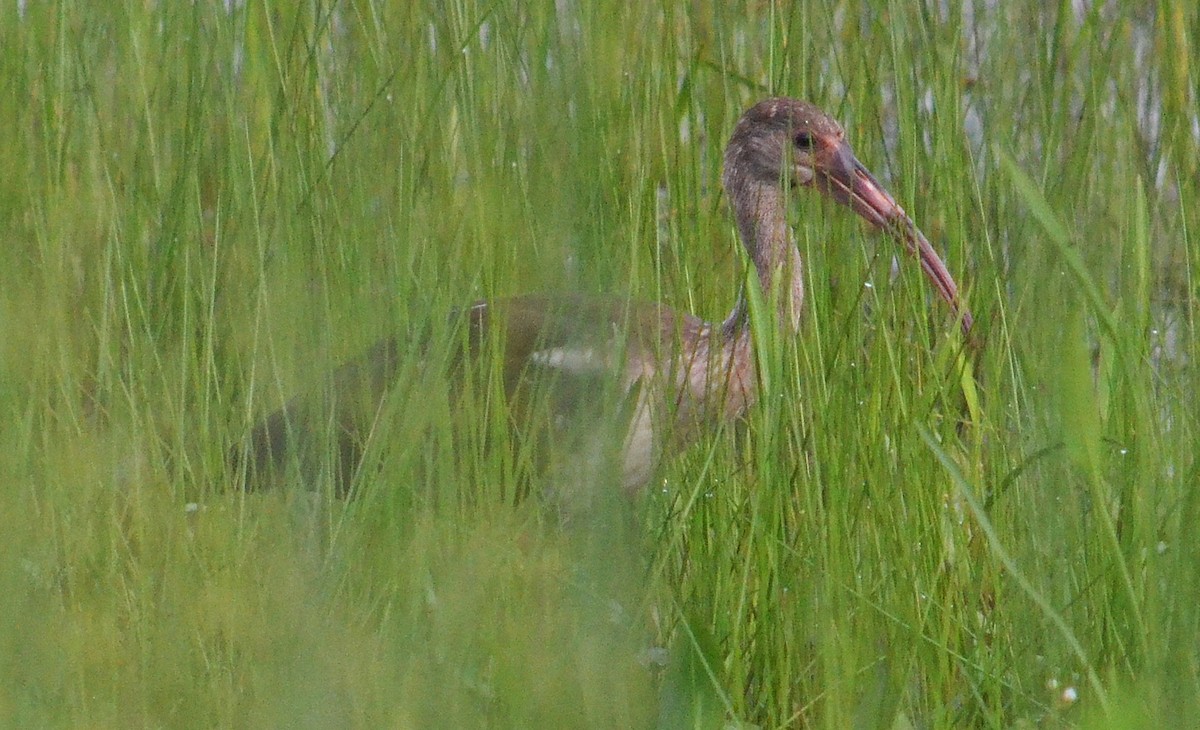 White Ibis - ML168630741