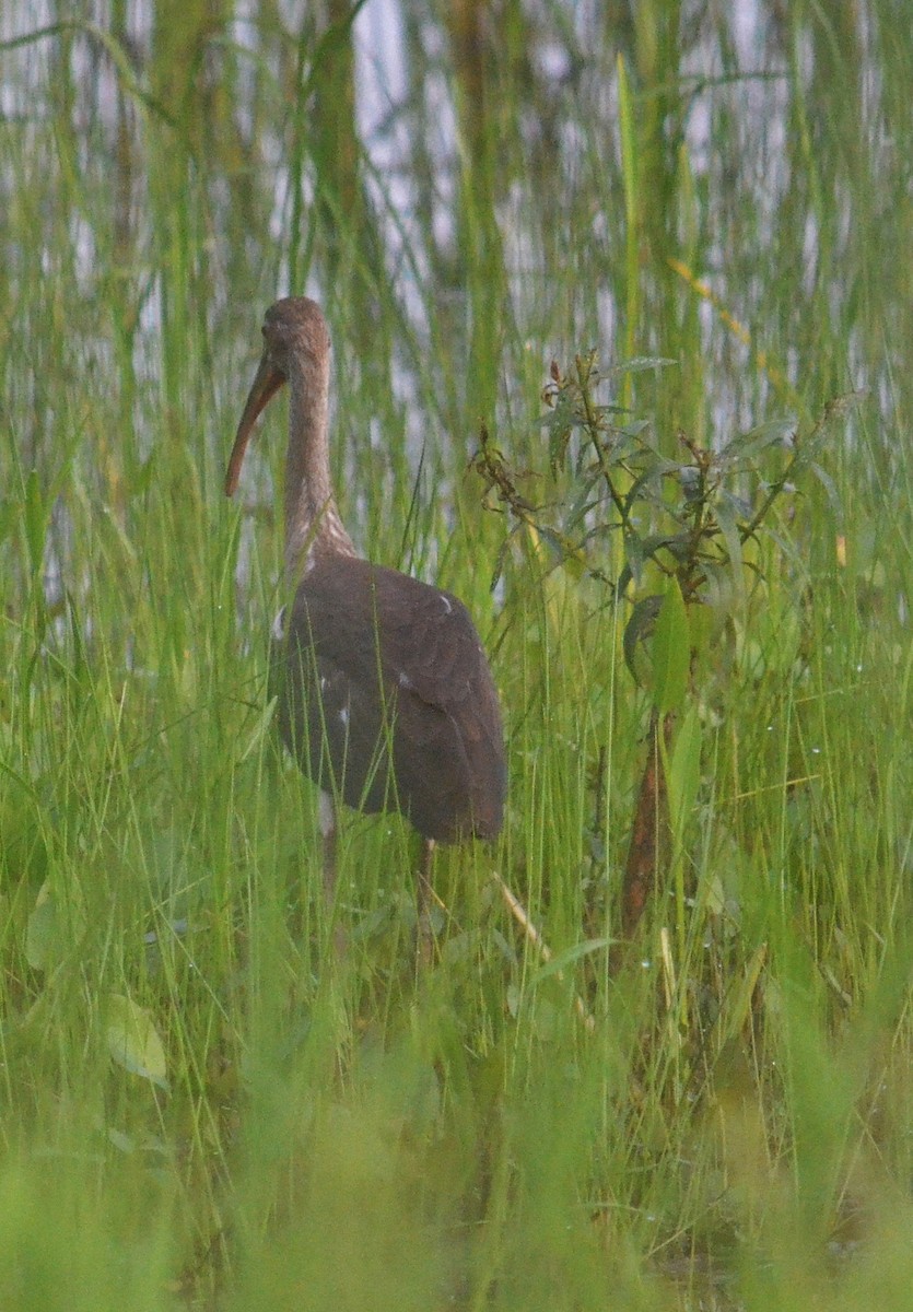 White Ibis - ML168630771