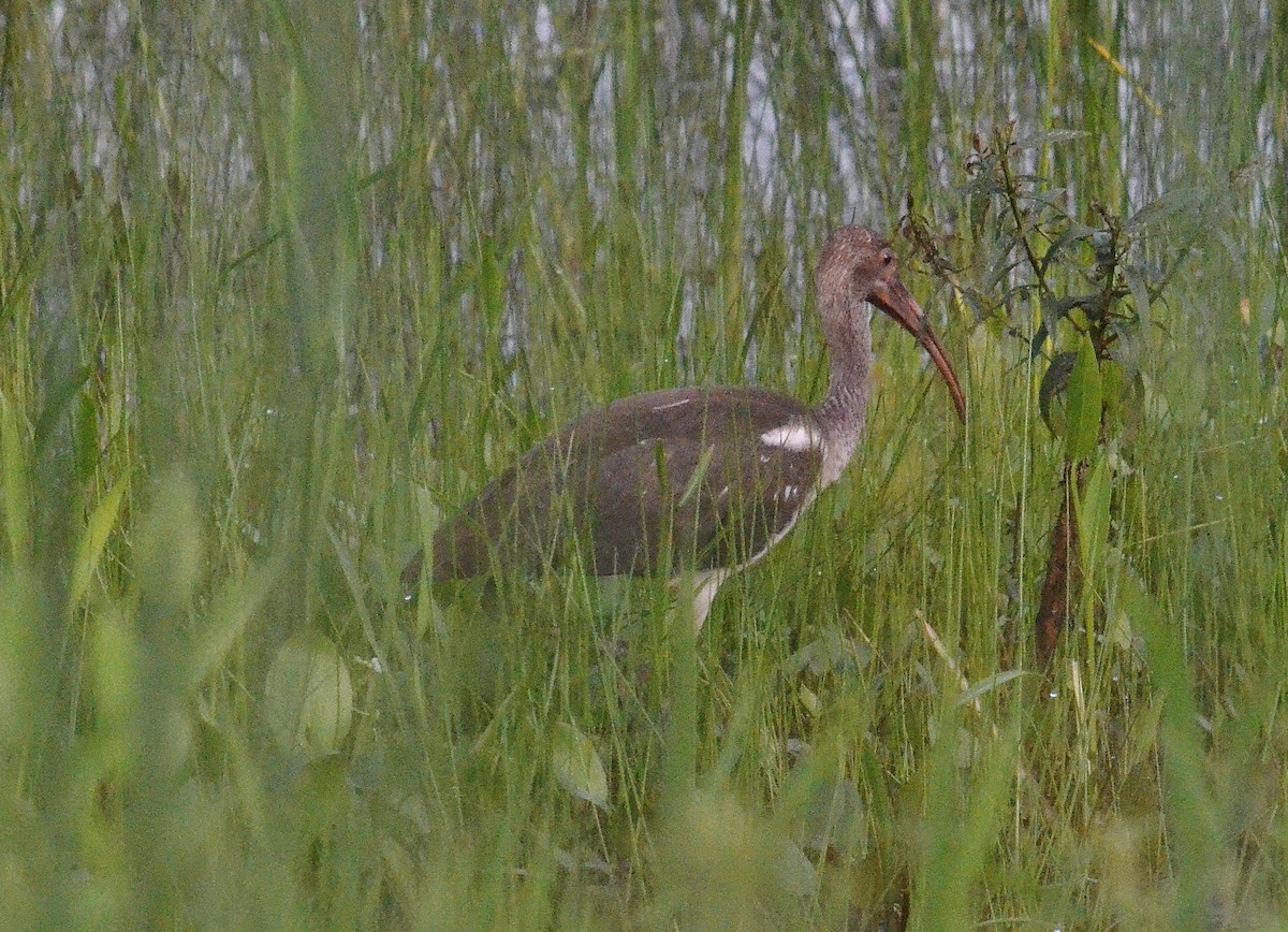 White Ibis - ML168630791