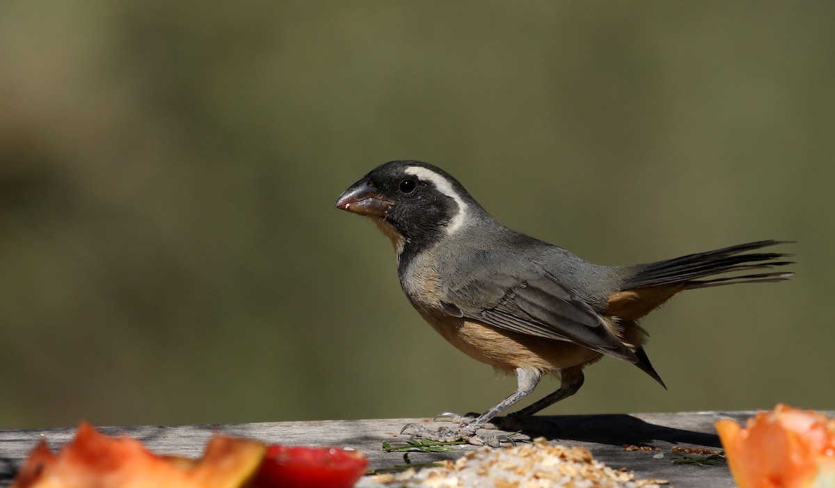 Golden-billed Saltator - ML168630991