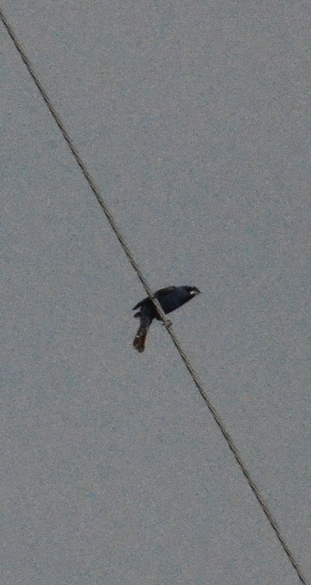 Blue Grosbeak - ML168631111