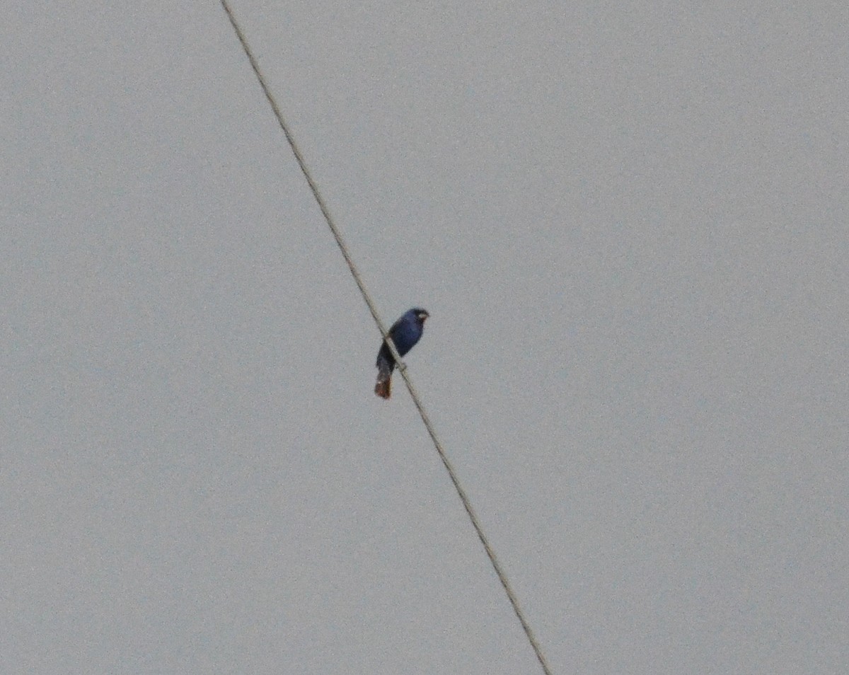 Blue Grosbeak - Old Sam Peabody