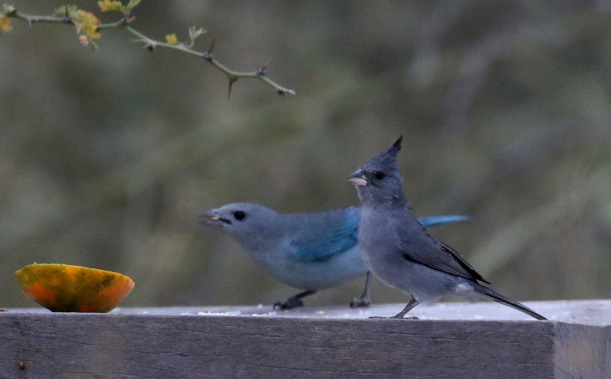 Gray-crested Finch - ML168631591