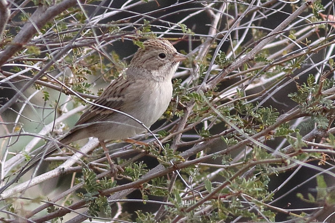 Brewer's Sparrow - Mark L. Hoffman