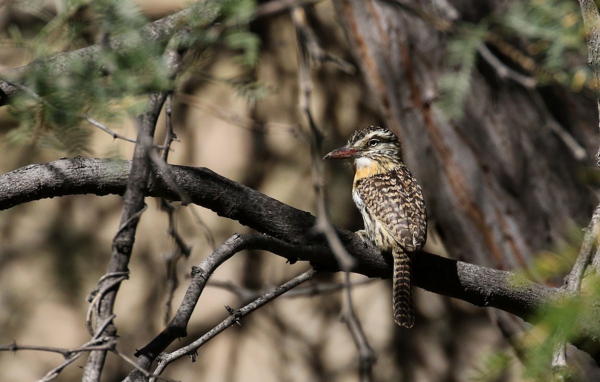 Spot-backed Puffbird (Chaco) - ML168633621