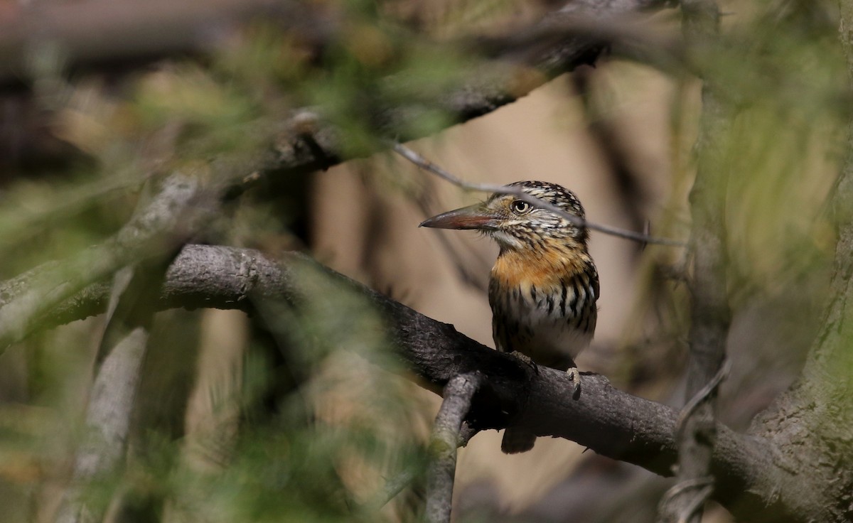 Spot-backed Puffbird (Chaco) - ML168633661