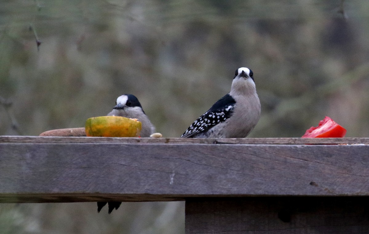 White-fronted Woodpecker - ML168633721